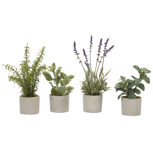 Set de 4 Mini Plantas