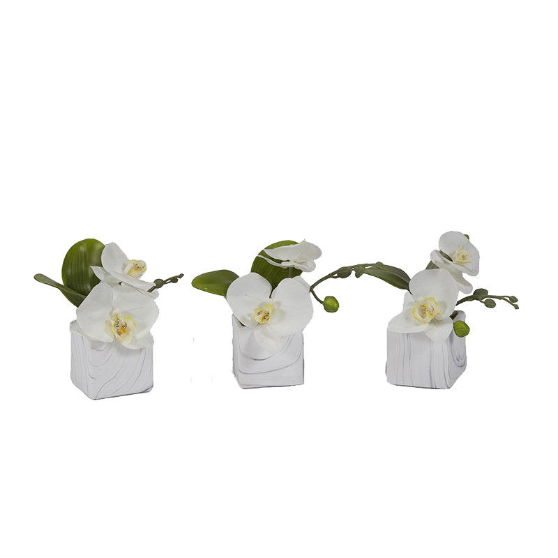 Set de 3 White Phael Orchids