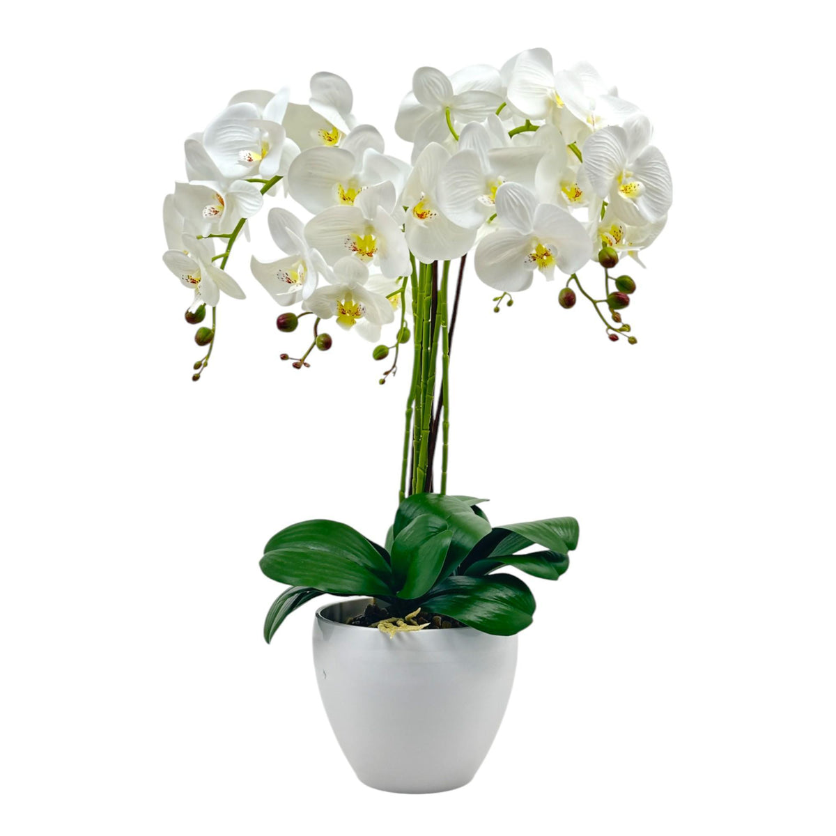 Orquídea con Pote Blanco