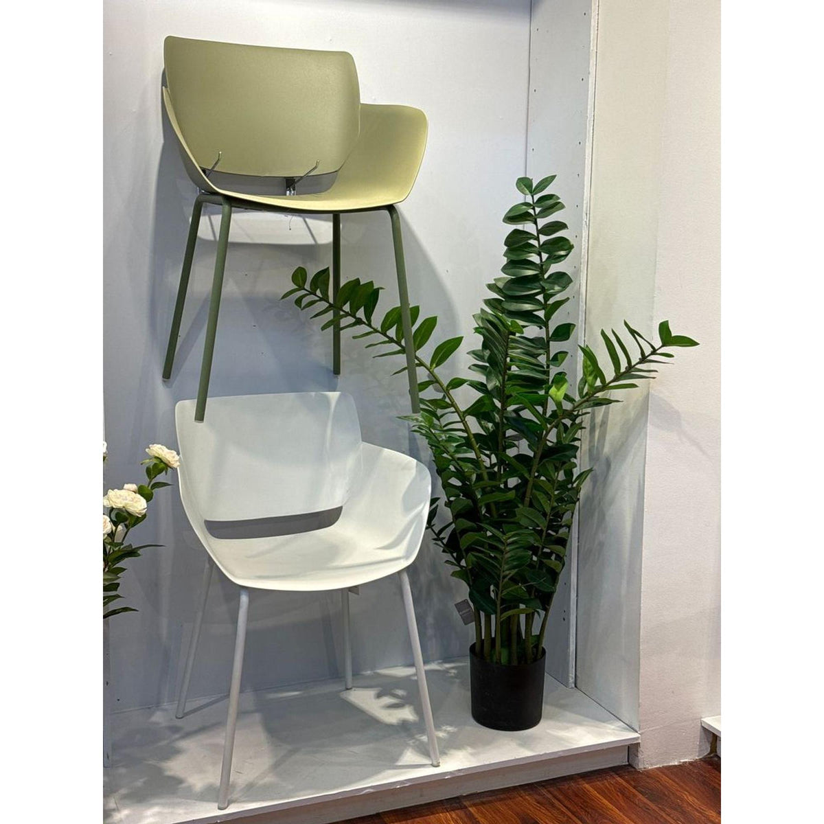 pote planta Planta Zamifolia con Pote