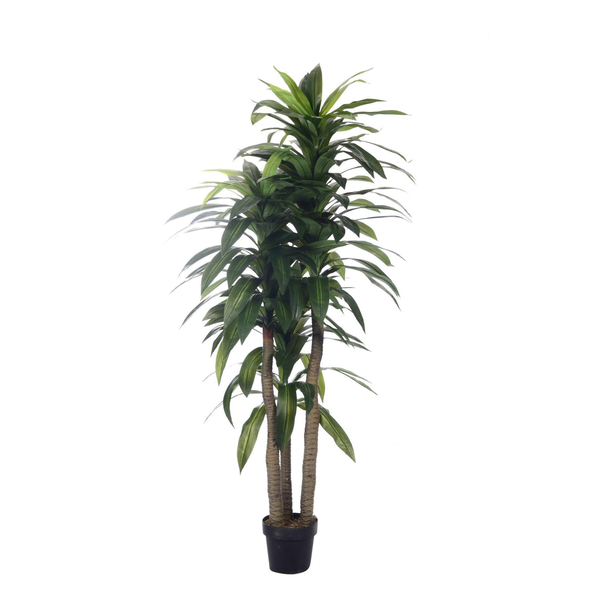 Planta Dracena con Pote 2
