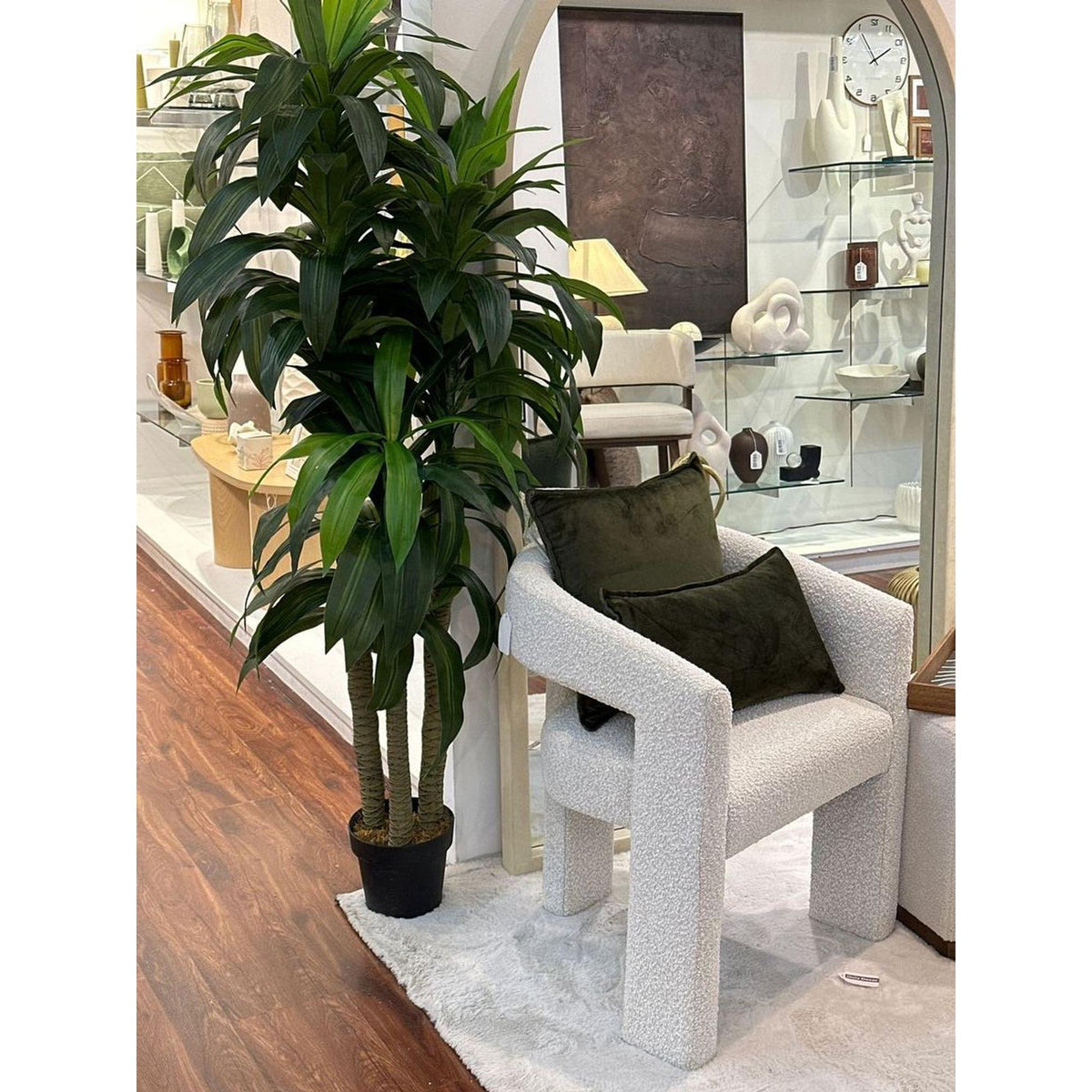 Planta Dracena con Pote 2