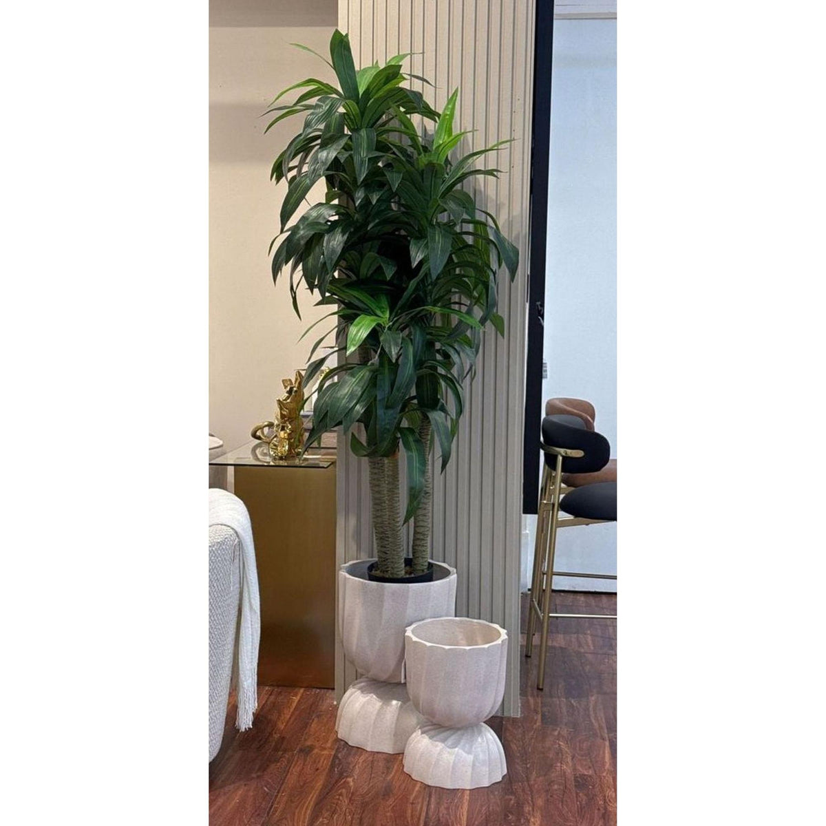 Planta Dracena con Pote 2