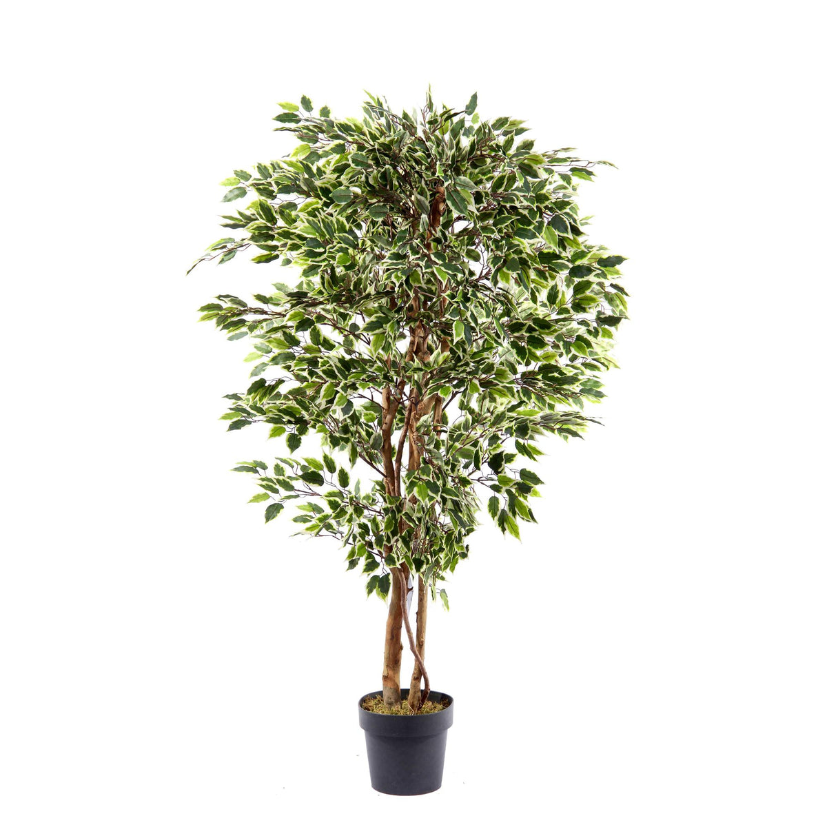 Planta Ficus Hawaiano artificial con pote