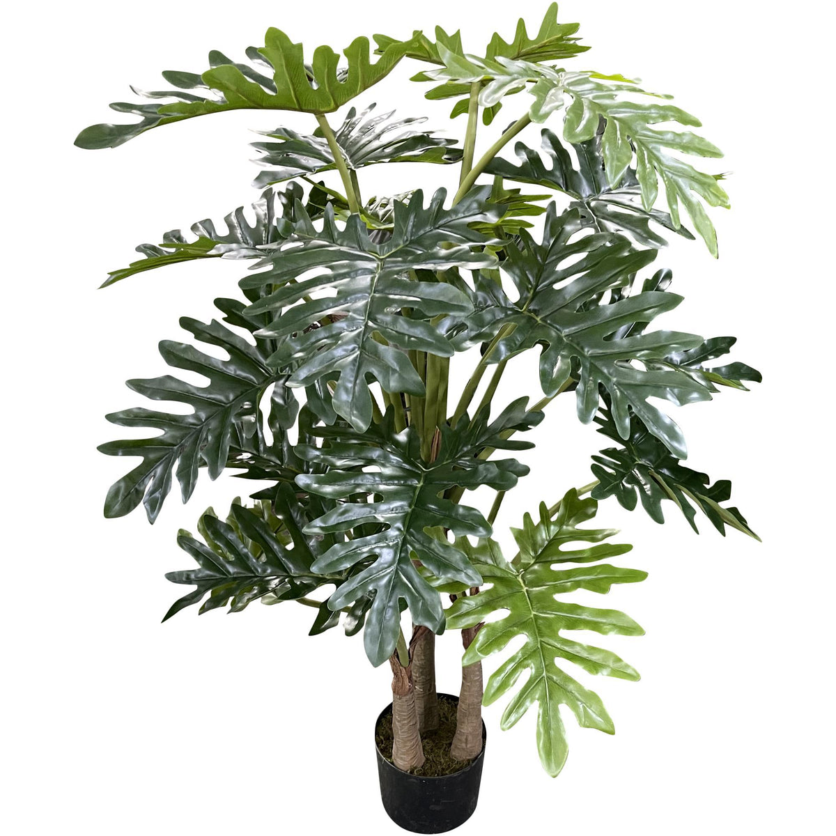 pote planta Planta Filodendro con Pote