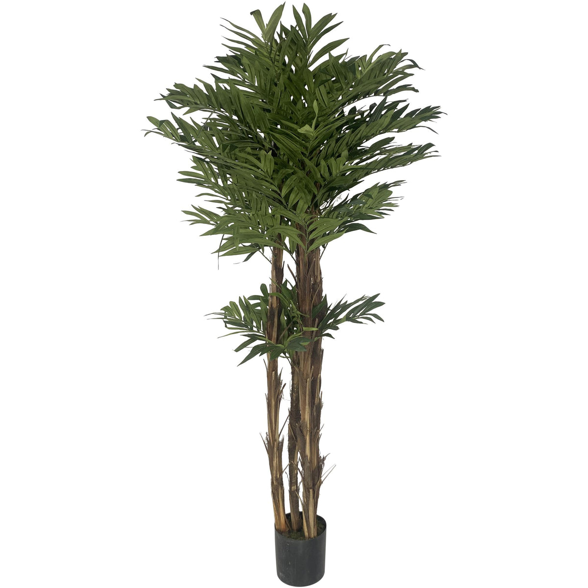 Planta Palma con Pote