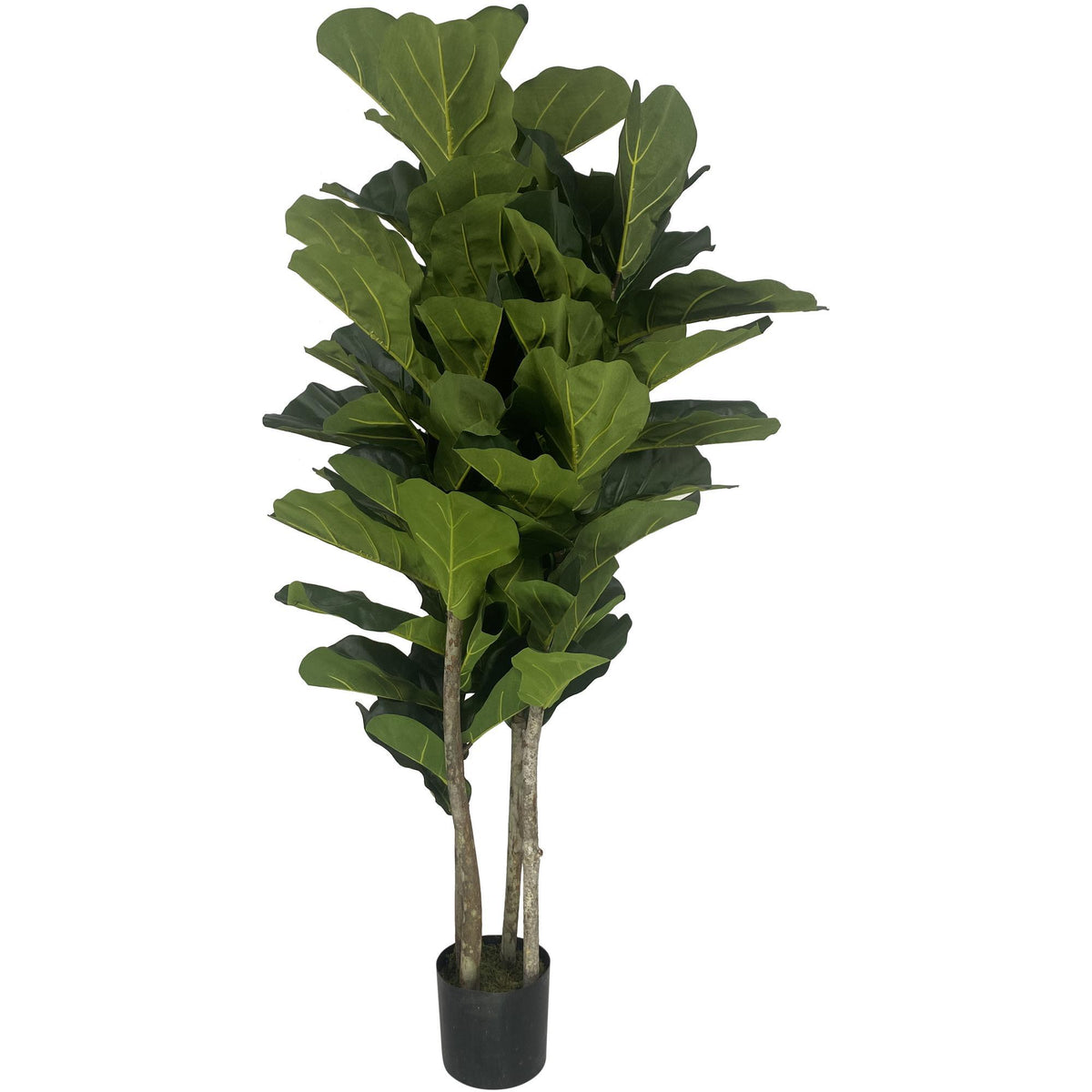 Planta Hojas Grandes C/ Pote
