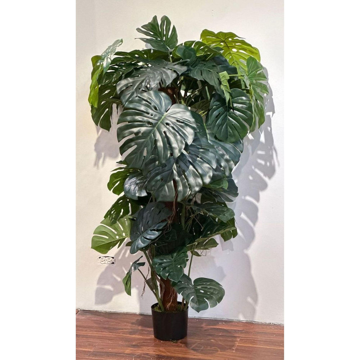 Planta Monstera con Pote