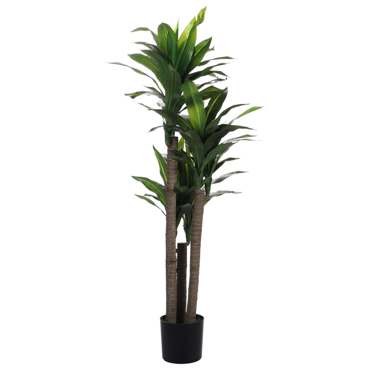 Planta Dracena con Pote 1