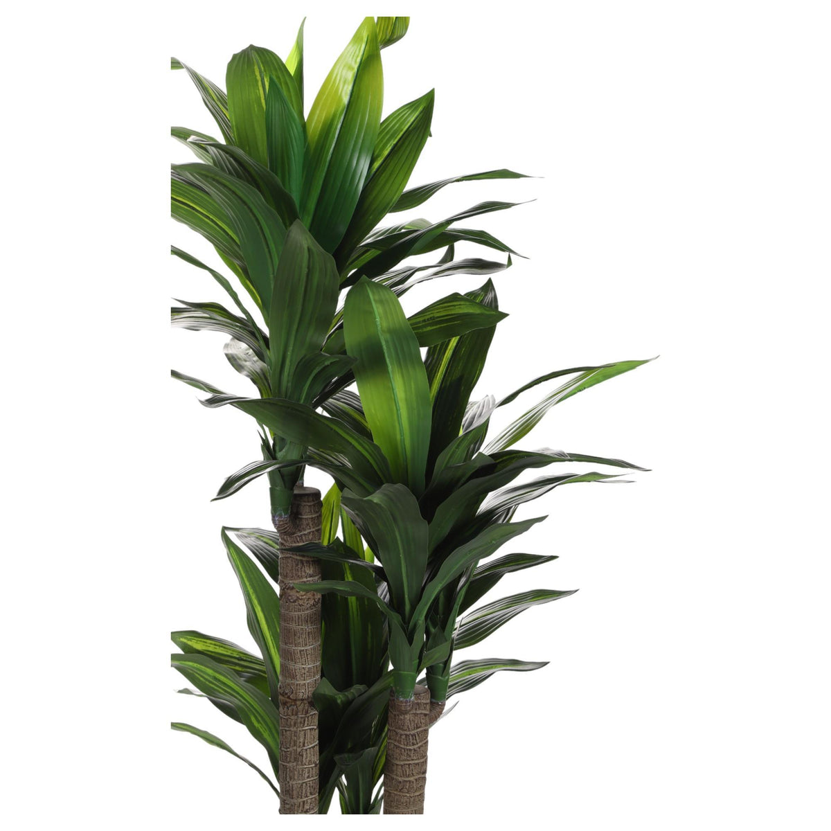 Planta Dracena con Pote 1