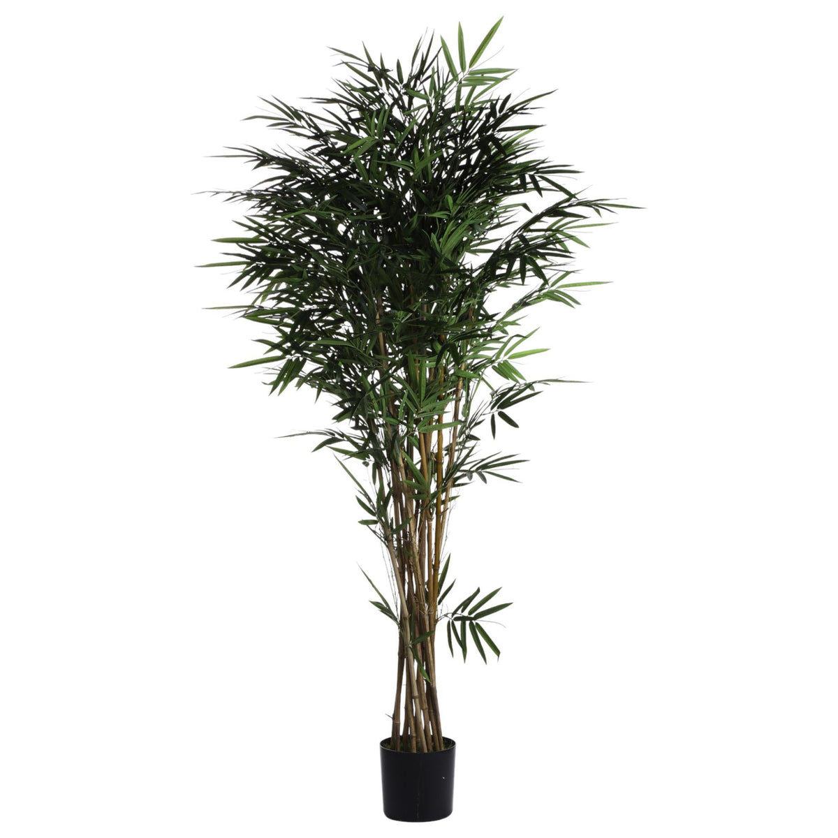 Planta Bambú con Pote 2