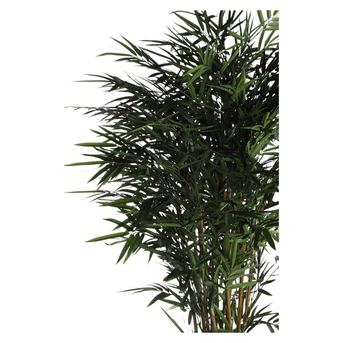 Planta Bambú con Pote 2