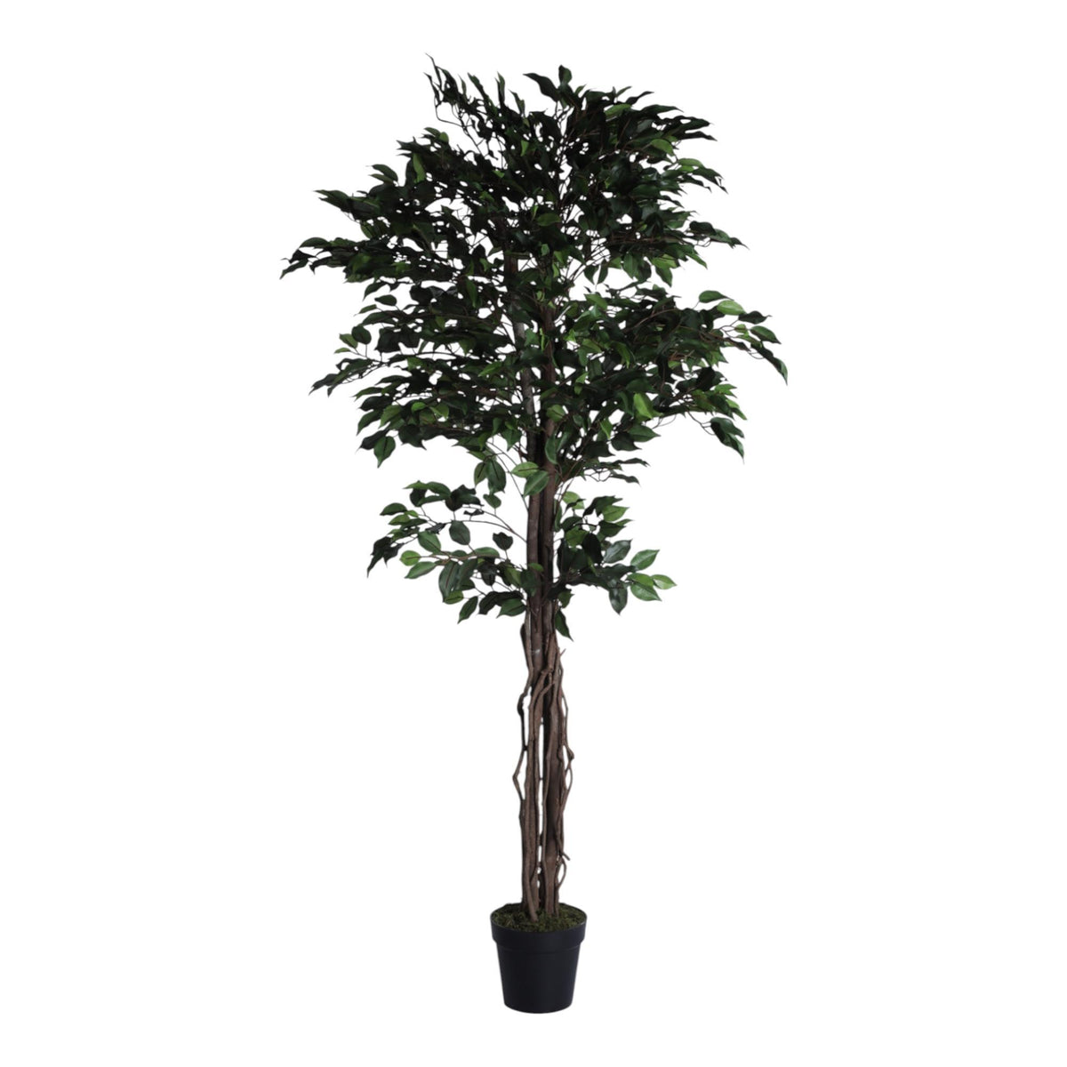Planta Ficus art. con pote