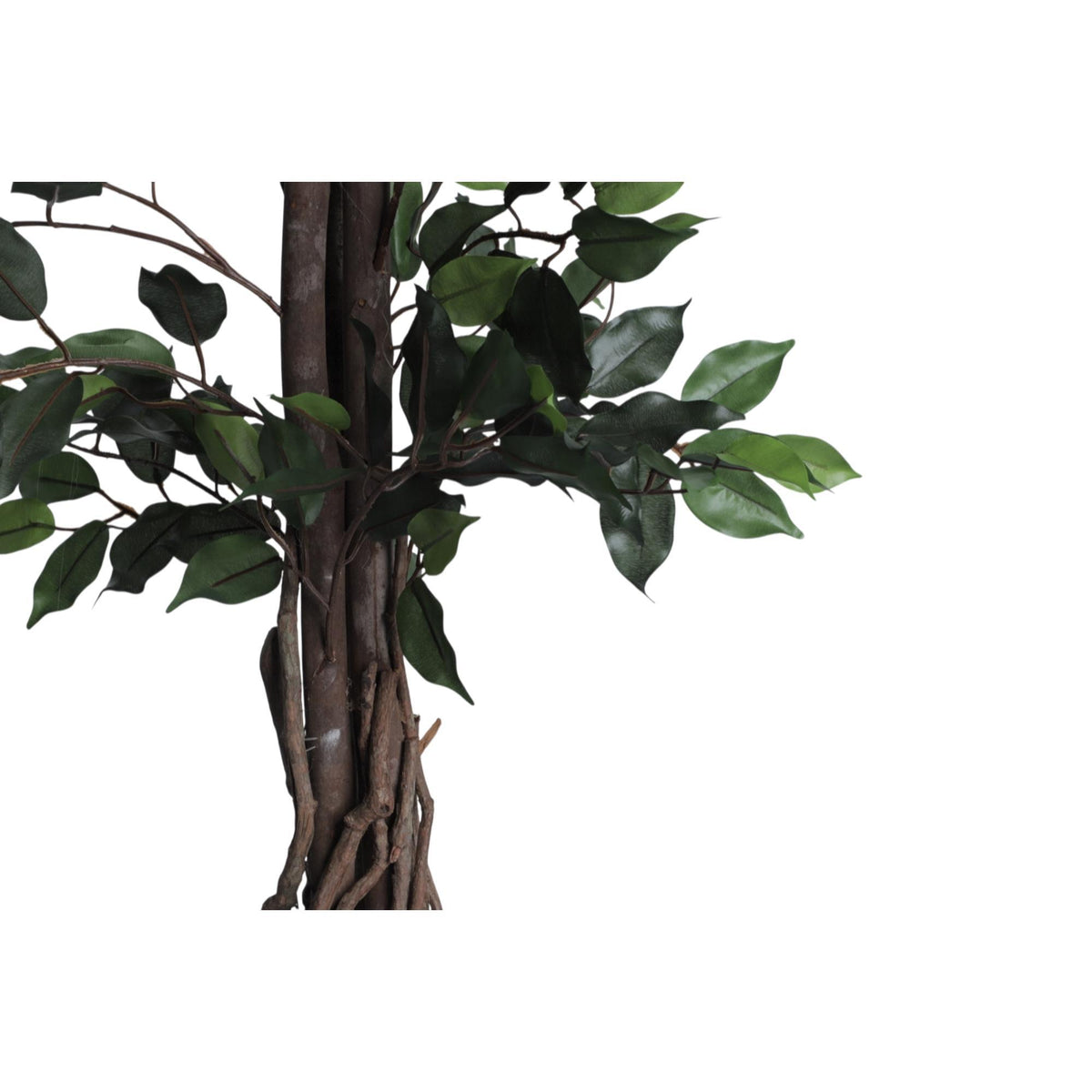 Planta Ficus art. con pote