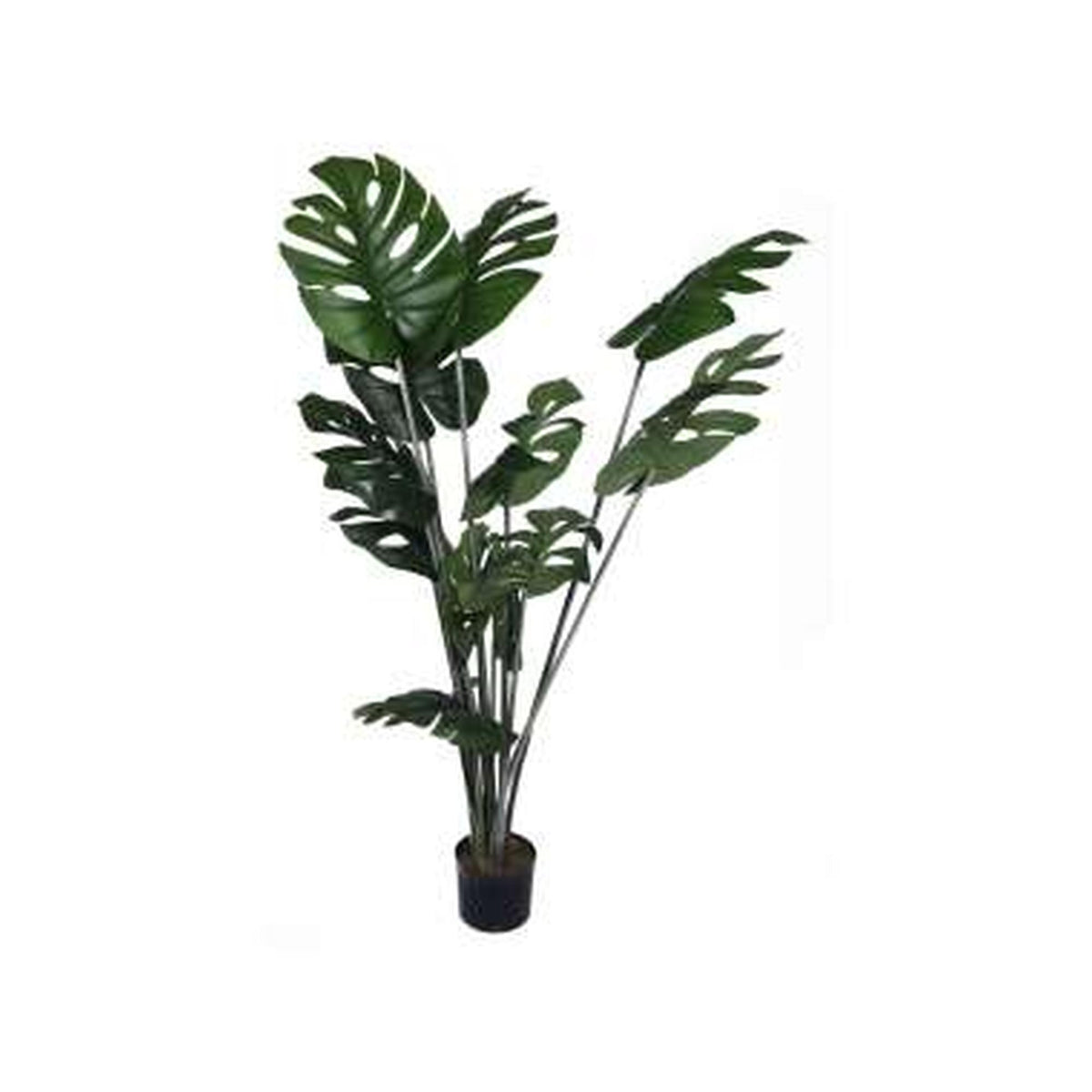 Planta Monstera Mediana con Pote