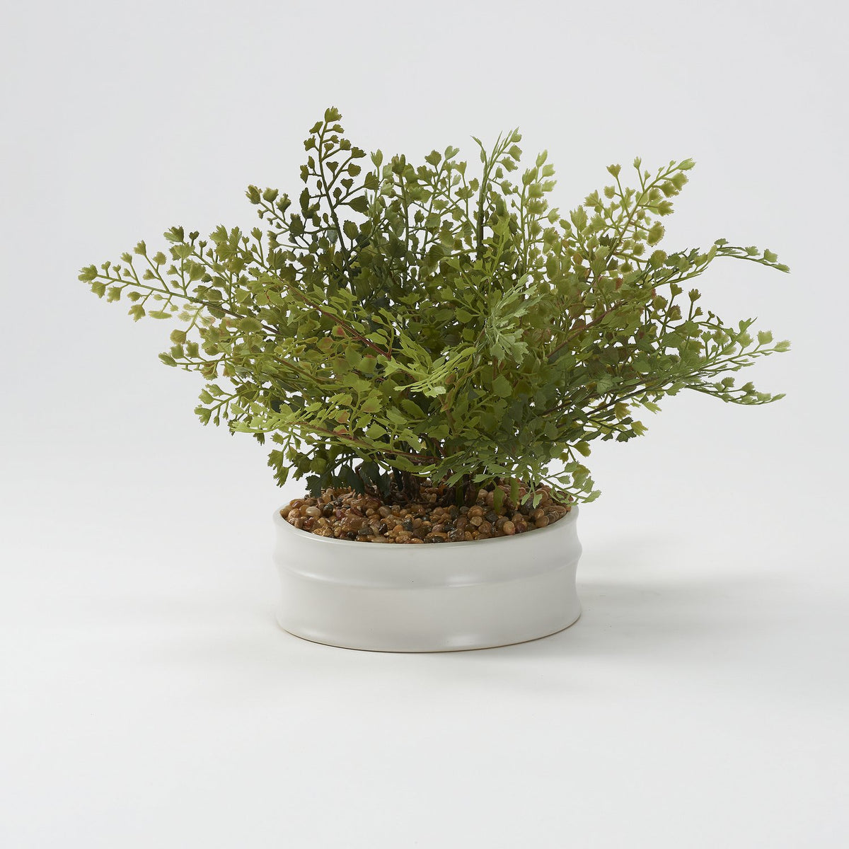 Planta Iron Fan Fern