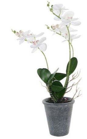 Orquídea Blanca c/Pote