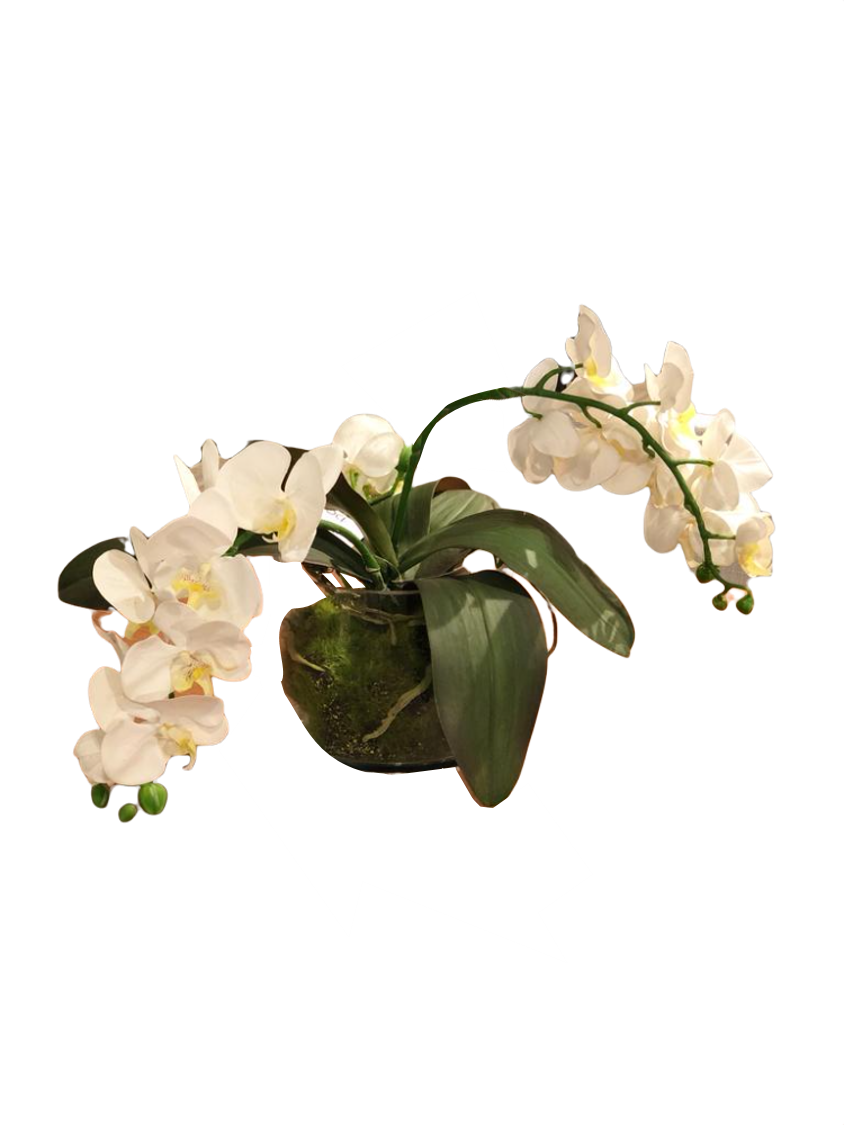 Arreglo Orquídeas Blancas