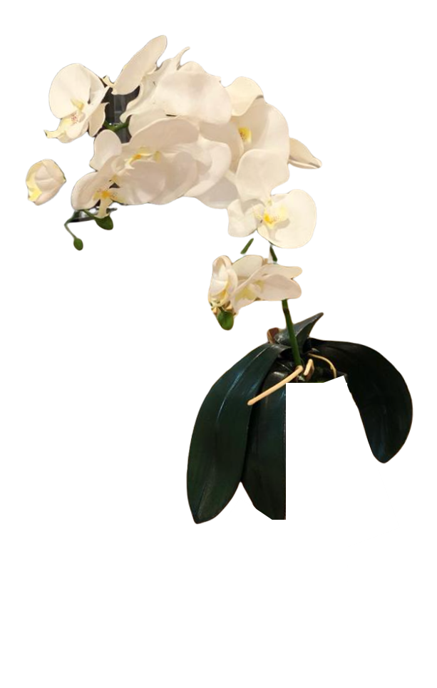 Arreglo Orquídeas Blanca