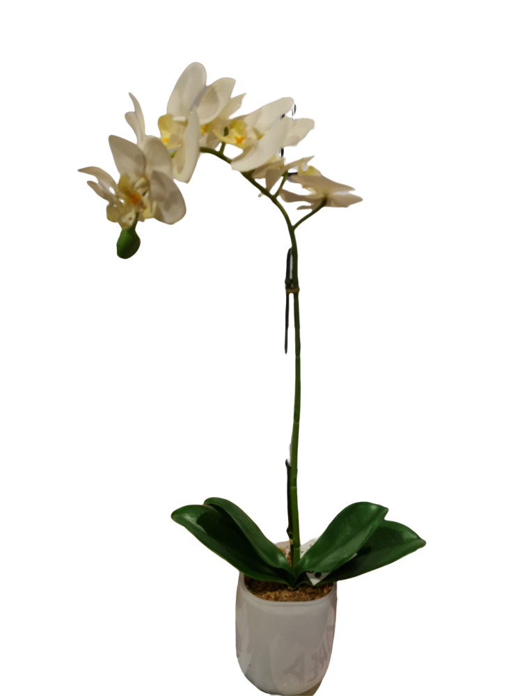 Orquídea Mariposa c/ Flor  Blanca