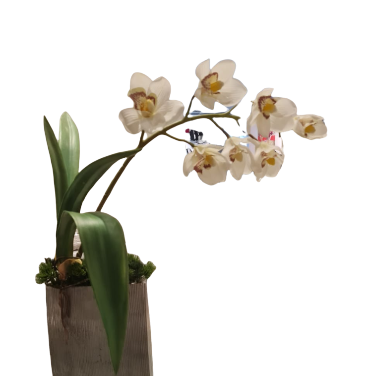 Arreglo Orquídea con Follaje